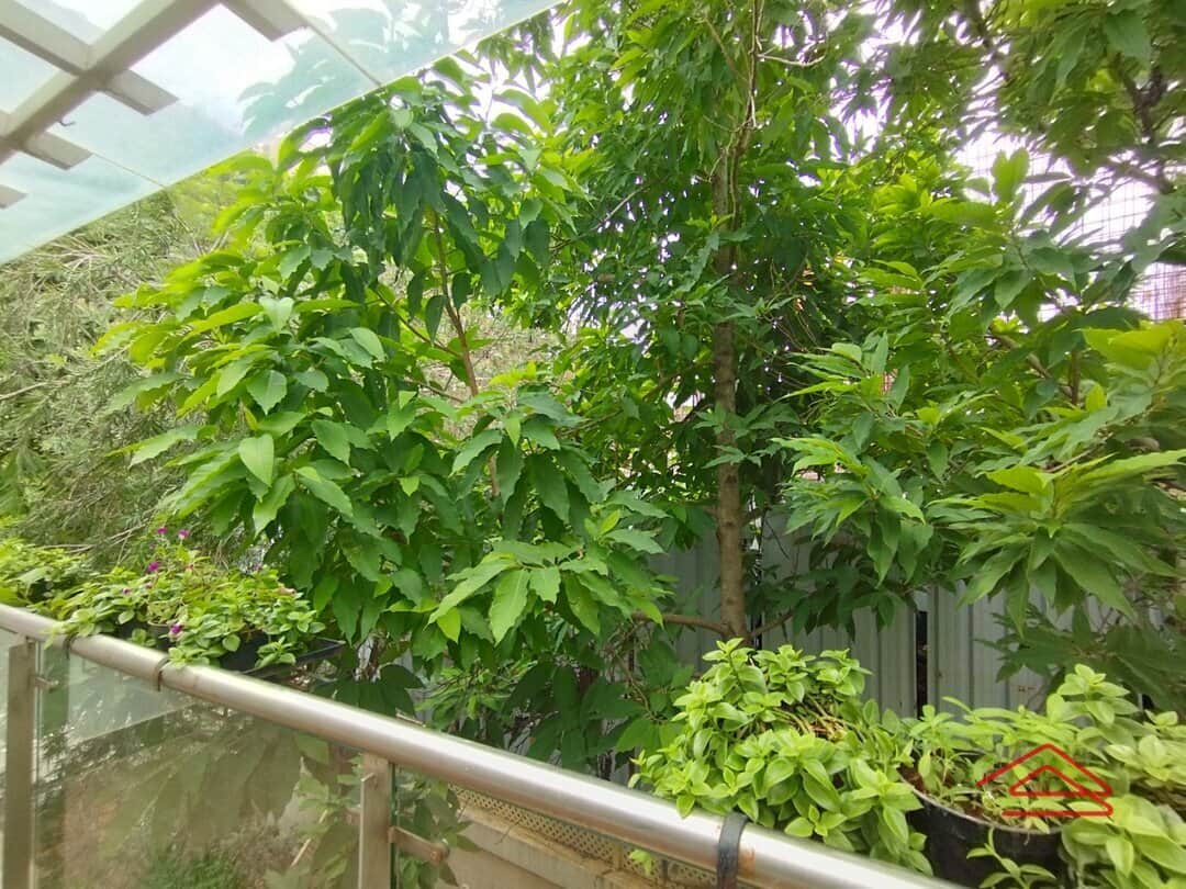 Balcony 2