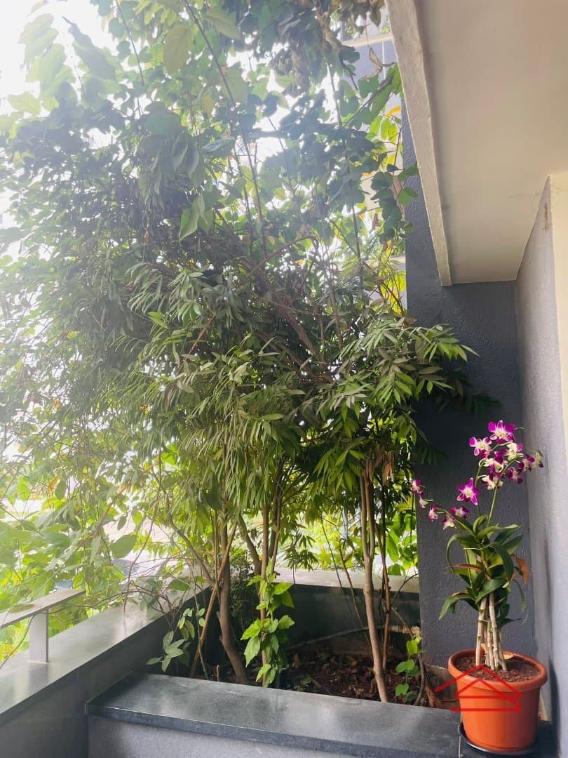 Balcony 1