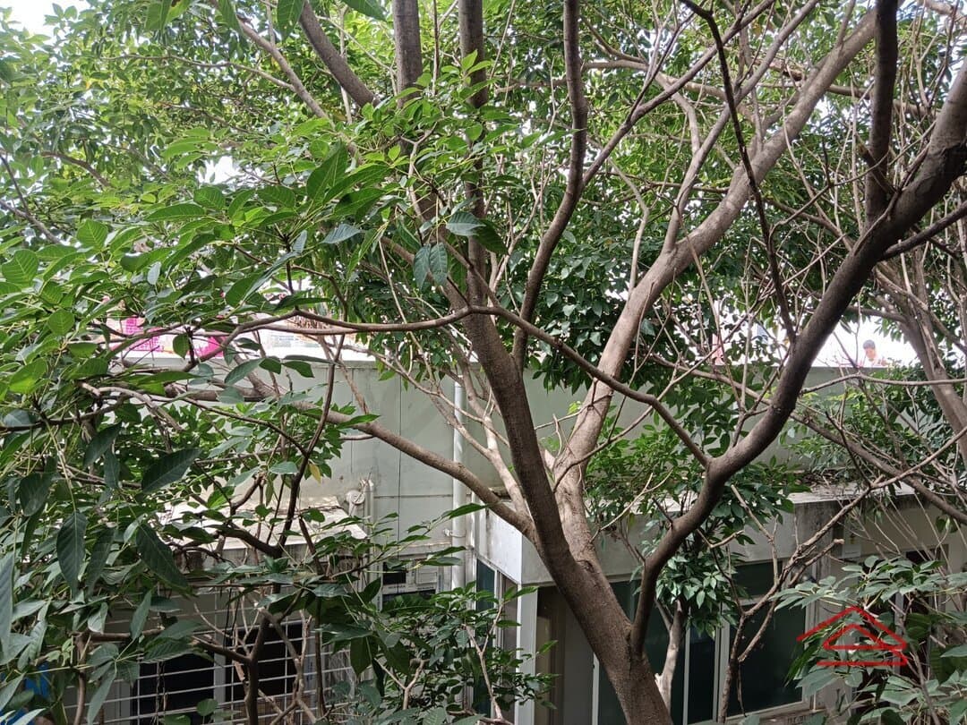 Balcony 1