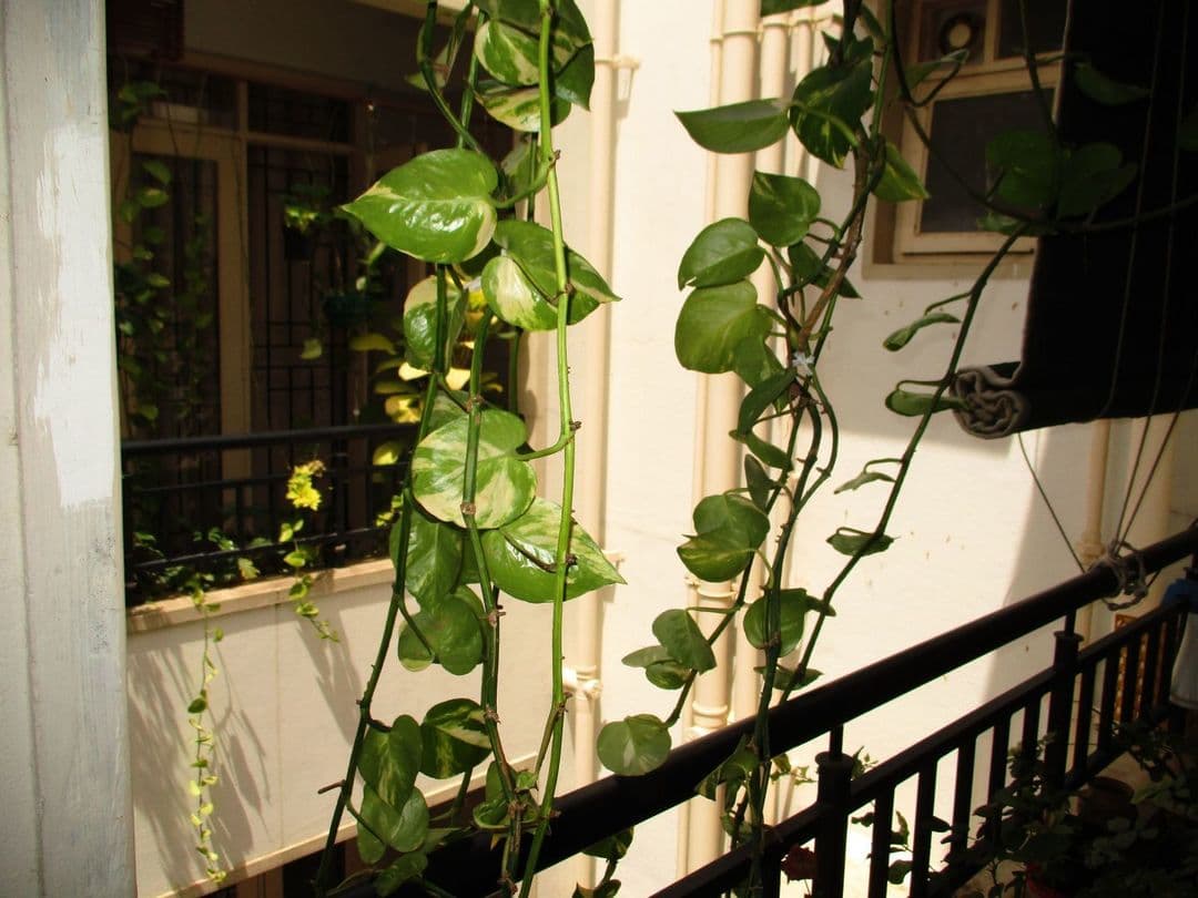 Balcony 1